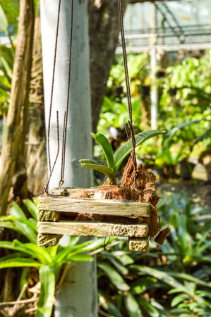 wooden pot in gardenの写真素材
