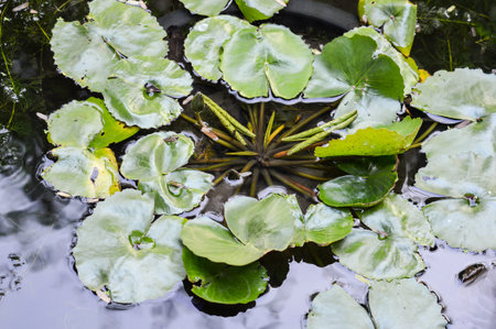 lotus leaves on fish pondの写真素材