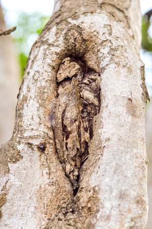 bark tree textureの写真素材