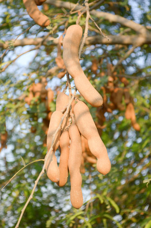tamarind tree in garden (Tamarindus indica tree)の写真素材