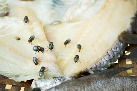 fly on dry Nile tilapia salt fishの写真素材