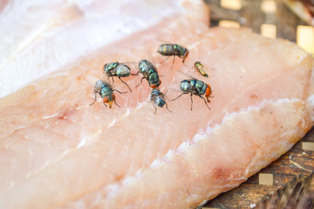 fly on dry Nile tilapia salt fishの写真素材