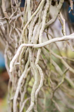 roots orchid tree in gardenの写真素材