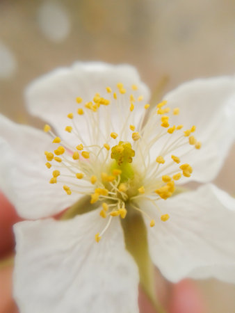 Muntingia calabura flower in gardenの写真素材