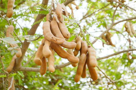 tamarind tree in garden Tamarindus indica treeの写真素材