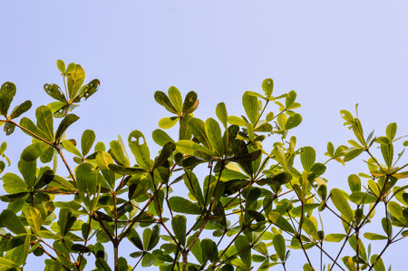 Terminalia ivorentsis leaves in garden (Terminalia ivorentsis chev)の写真素材