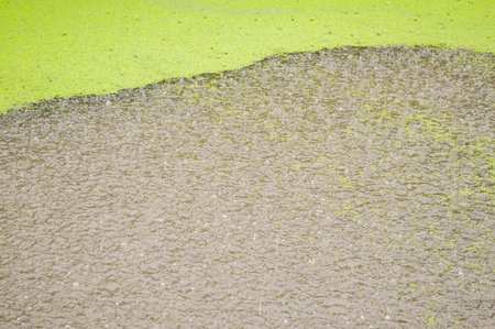 green duckweed on water in Rainy Dayの写真素材