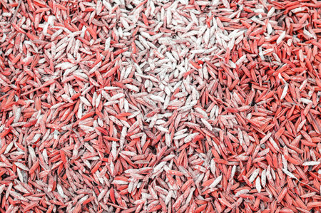 red rice paddy husk textureの写真素材