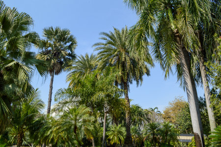 palm tree in garden