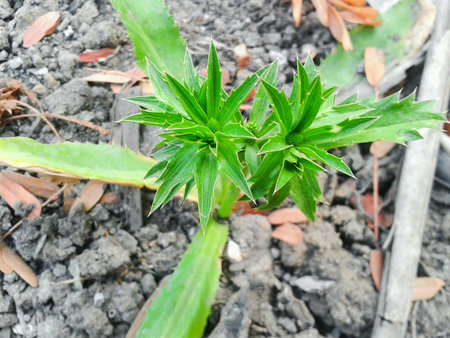 Green curantro tree on the groundの素材