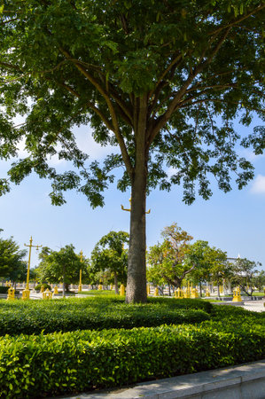 big tree in public garden Thailand