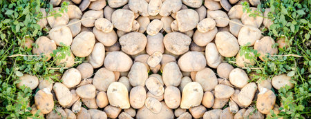 stone and grass in gardenの写真素材