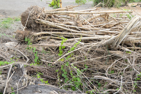 dry dead tree in garden