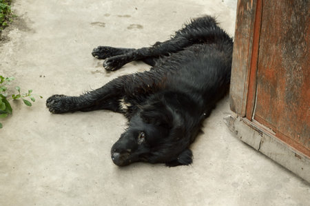 black dog sleep on cement floorの写真素材