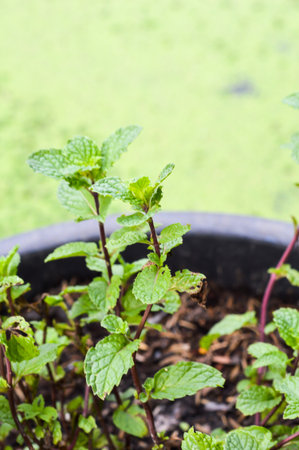 mint tree in garden Metha cordifolia Opiz.の写真素材