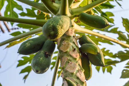 papaya tree in gardenの写真素材