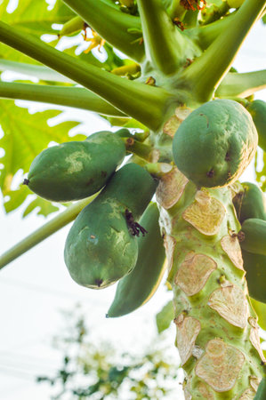 papaya tree in gardenの写真素材