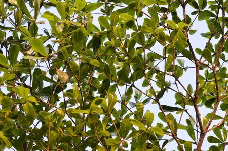 Terminalia ivorentsis leaves in garden Terminalia ivorentsis chevの写真素材