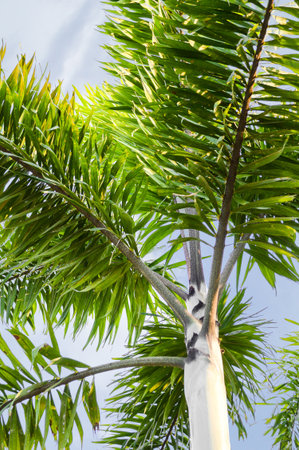 palm tree in gardenの写真素材