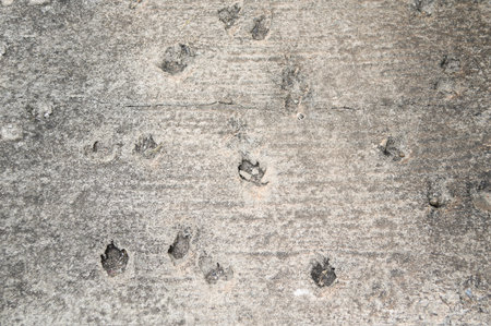 dog footprint on cement floorの写真素材