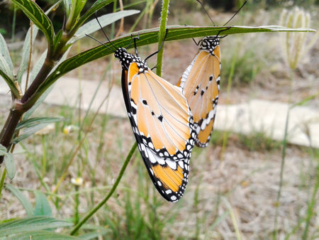 butterfly mating in gardenの写真素材