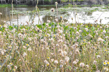 Coatbuttons flower in gardenの写真素材