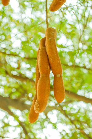 tamarind tree in garden Tamarindus indica treeの写真素材