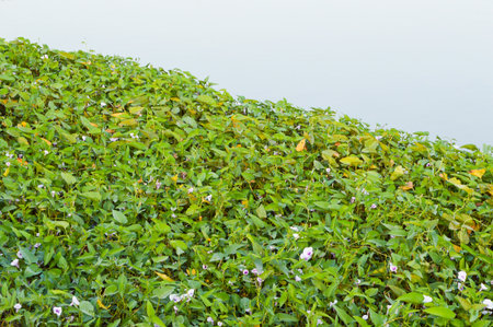 morning glory tree on fish pondの写真素材