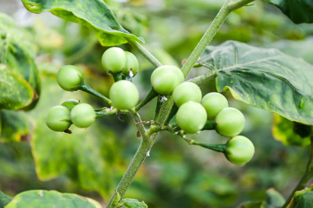 green Turkey berry tree in gardenの写真素材