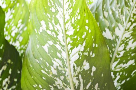 green Dieffenbachia tree in gardenの写真素材