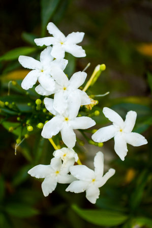 Wrigthia antidysenterica flower in gardenの写真素材
