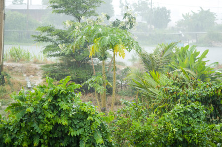 raining day in country Thailandの写真素材