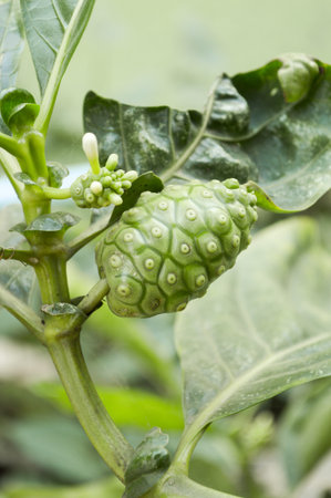 green Beach mulberry in garden Morinda citrifolia Lの写真素材