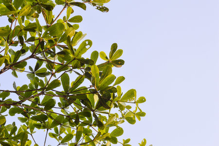 Terminalia ivorentsis leaves in garden Terminalia ivorentsis chevの写真素材