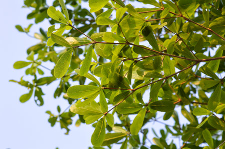 Terminalia ivorentsis leaves in garden Terminalia ivorentsis chev
