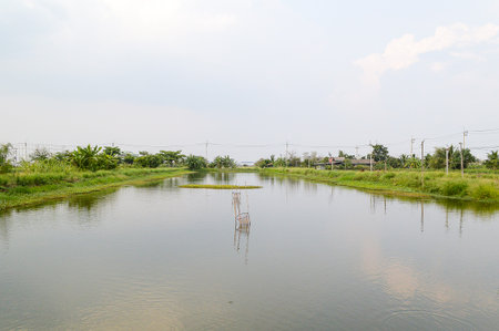 fish pond in country Thailandの写真素材