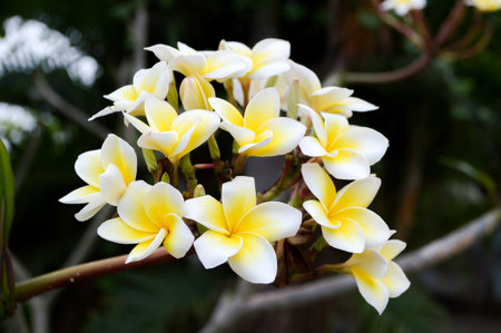 plumeria flower in gardenの写真素材