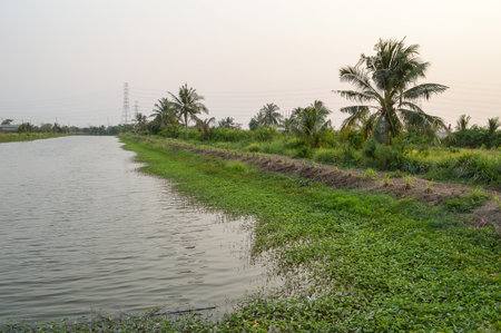 fish pond in country Thailandの写真素材