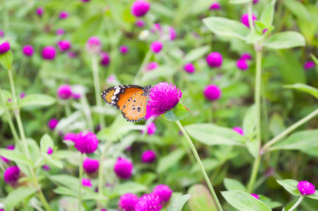 butterfly on Globe Amaranth flower in gardenの写真素材