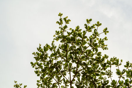 Terminalia ivorentsis leaves in garden Terminalia ivorentsis chevの写真素材