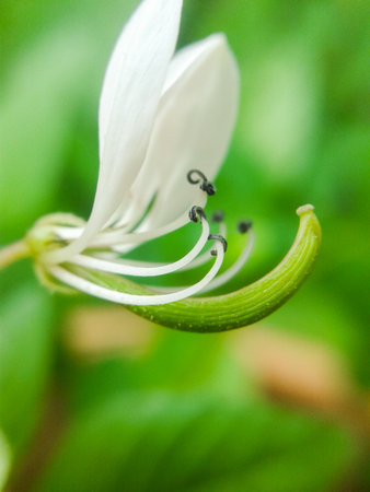 Asian Spider flower  macro Cleome viscosa Linn.の写真素材