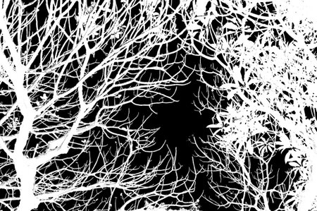 abstract branch silhouetteの写真素材