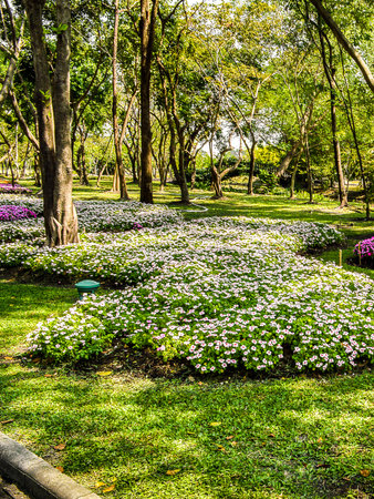 beautiful flower garden in thailandの写真素材