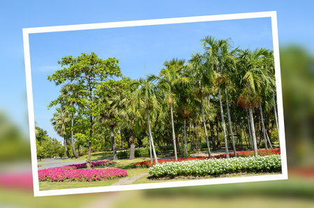 Photo flower gardenの写真素材