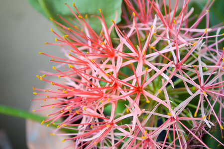 red Blood flower in gardenの写真素材