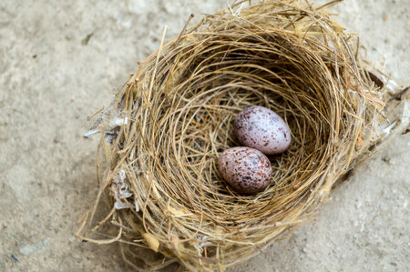 Bird nest with eggs on cement floorの写真素材