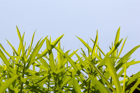 green oleander leaves on blue skyの写真素材
