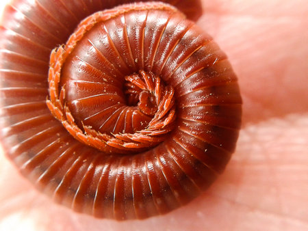 millipedeの写真素材