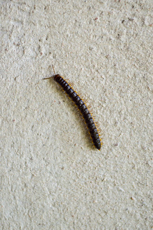 millipede on cement floor