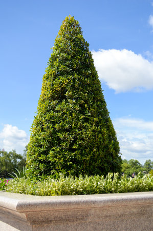 Natural bonsai tree in gardenの写真素材